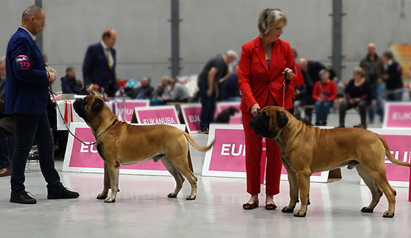 Bullmastiff fashion shows 2019